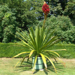 Giardini Ravino in Forio